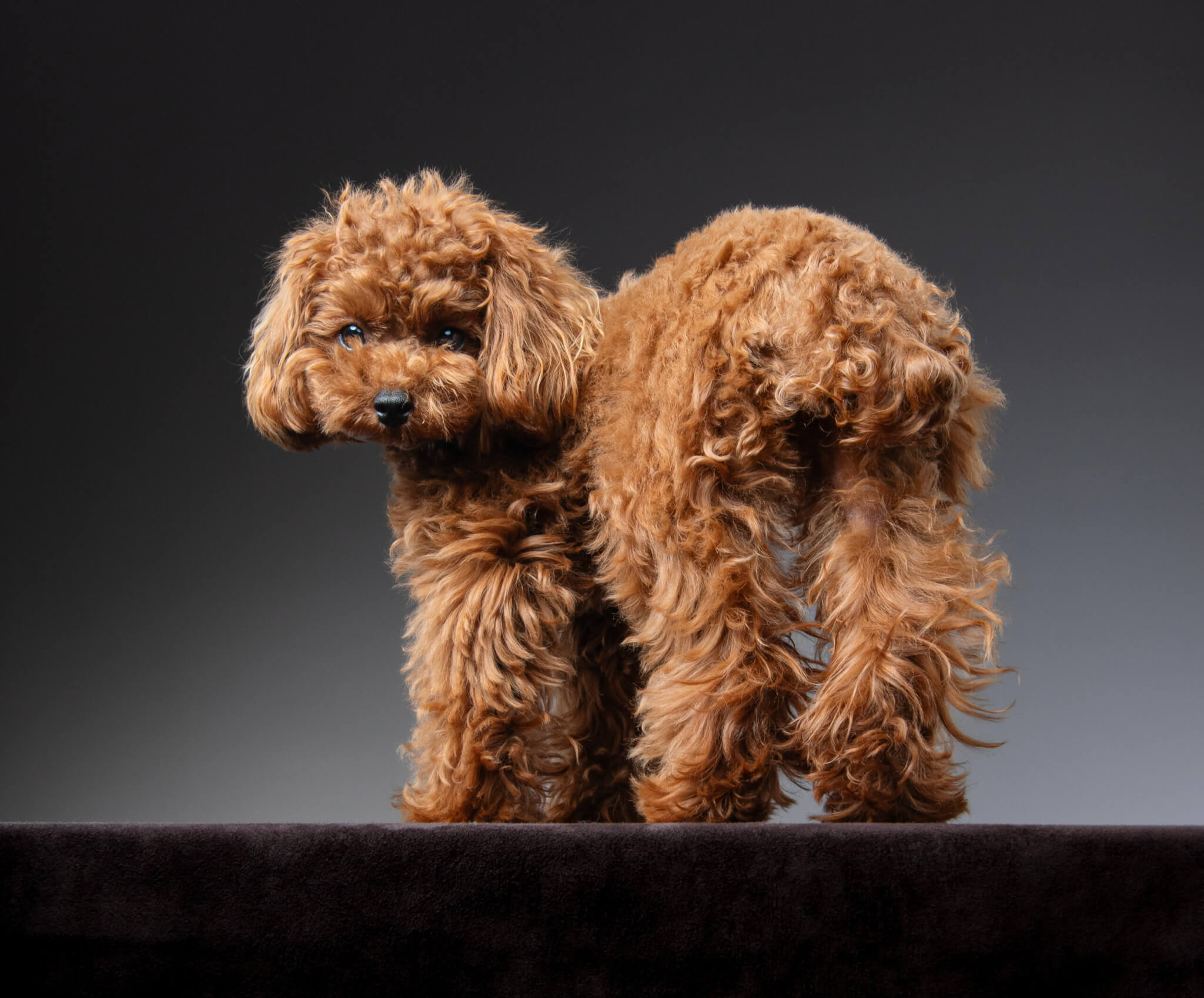 愛犬サンプル写真 愛犬を現代アートに！国内やN.Y.で活躍中のドッグアーティスト・EIJI