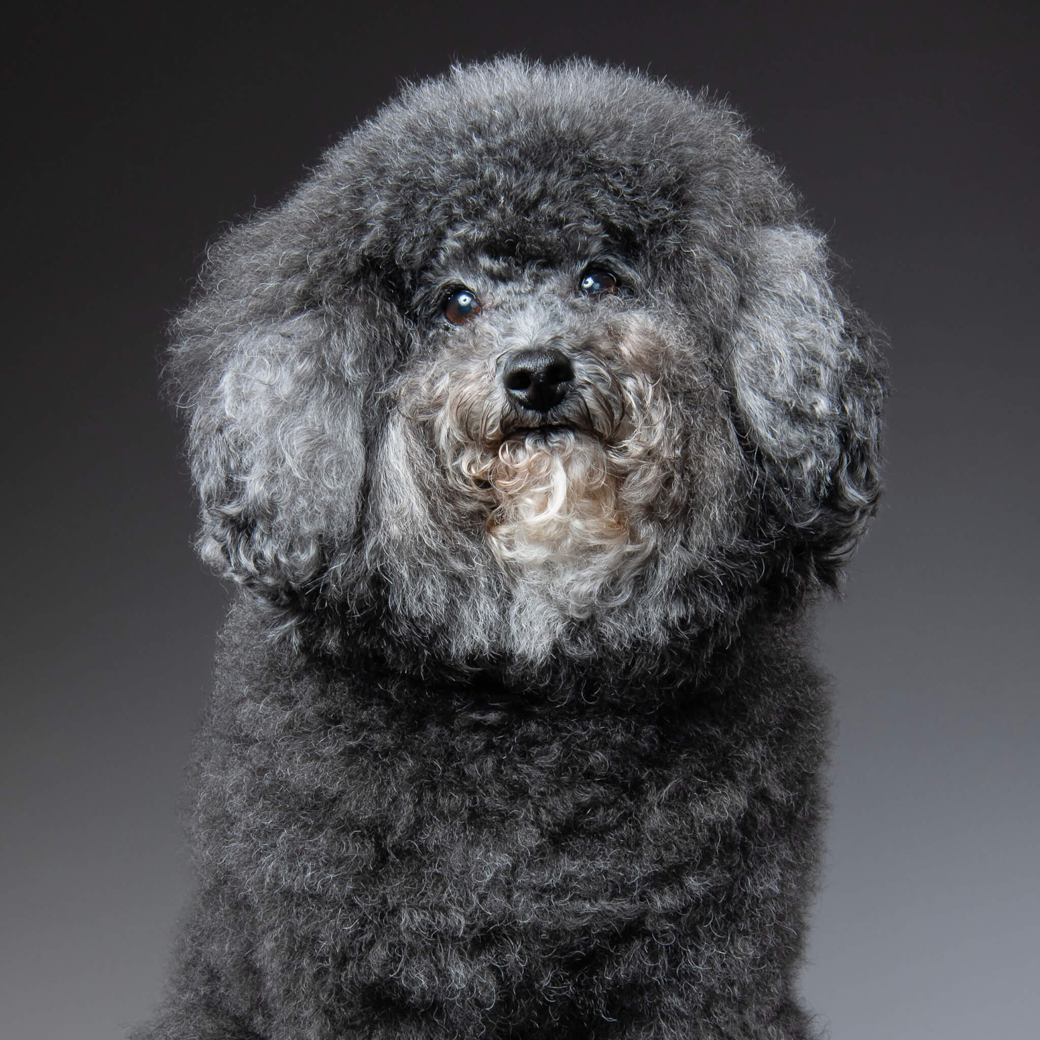 トイプードルヘアカット】羊カットの魅力とオーダー・お手入れのコツ