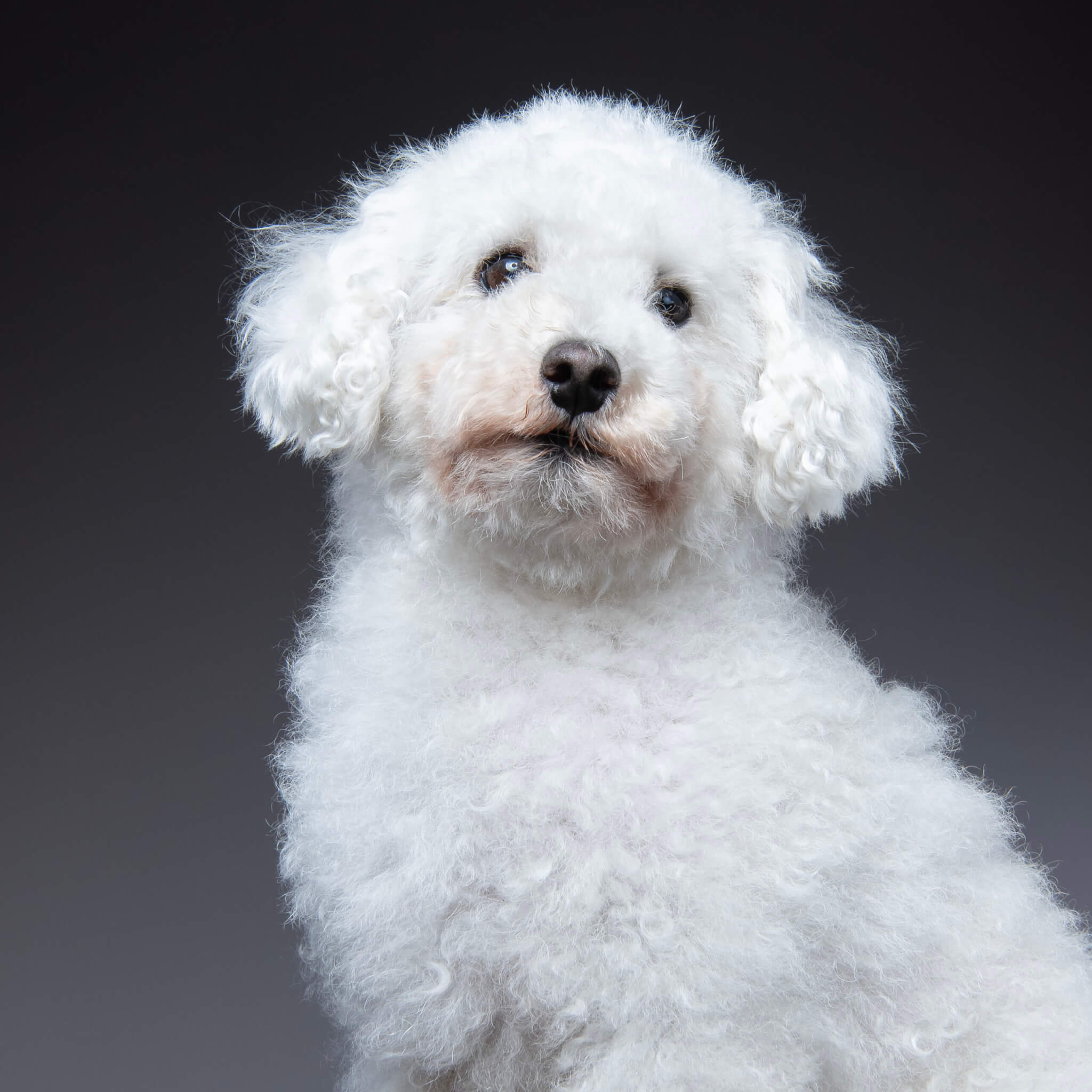 トイプードルヘアカット】ナチュラルカットの魅力とオーダー・お手入れ