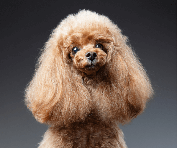 トイプードルヘアカット】ふわふわロングカットの魅力とオーダー・お