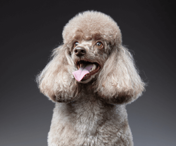 リクエストトイプードル作品 リクエストトイプードル作品