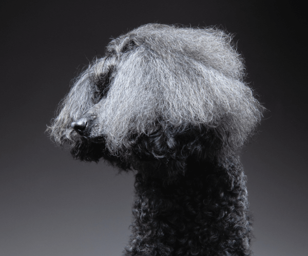 ドイツ　ビンテージ　ハーマン　テリア＆ブラックプードル　ペア ケント GB KENT パーフェクトフォー ラージクッションヘアブラシ PF01