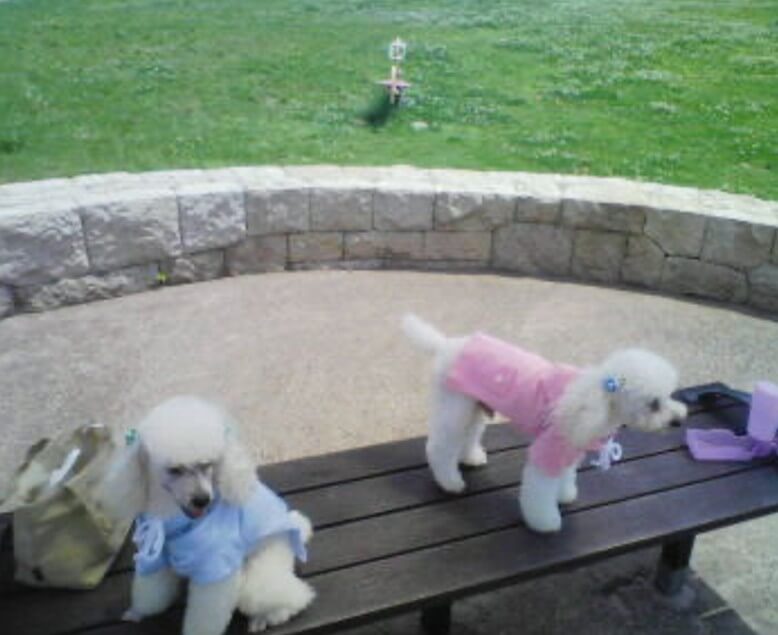 いっぱい元気におしゃべりするトイプードルがとても元気よく踊ったりもします♪ いっぱい元気におしゃべりするトイプードル 元気よく踊ったりします