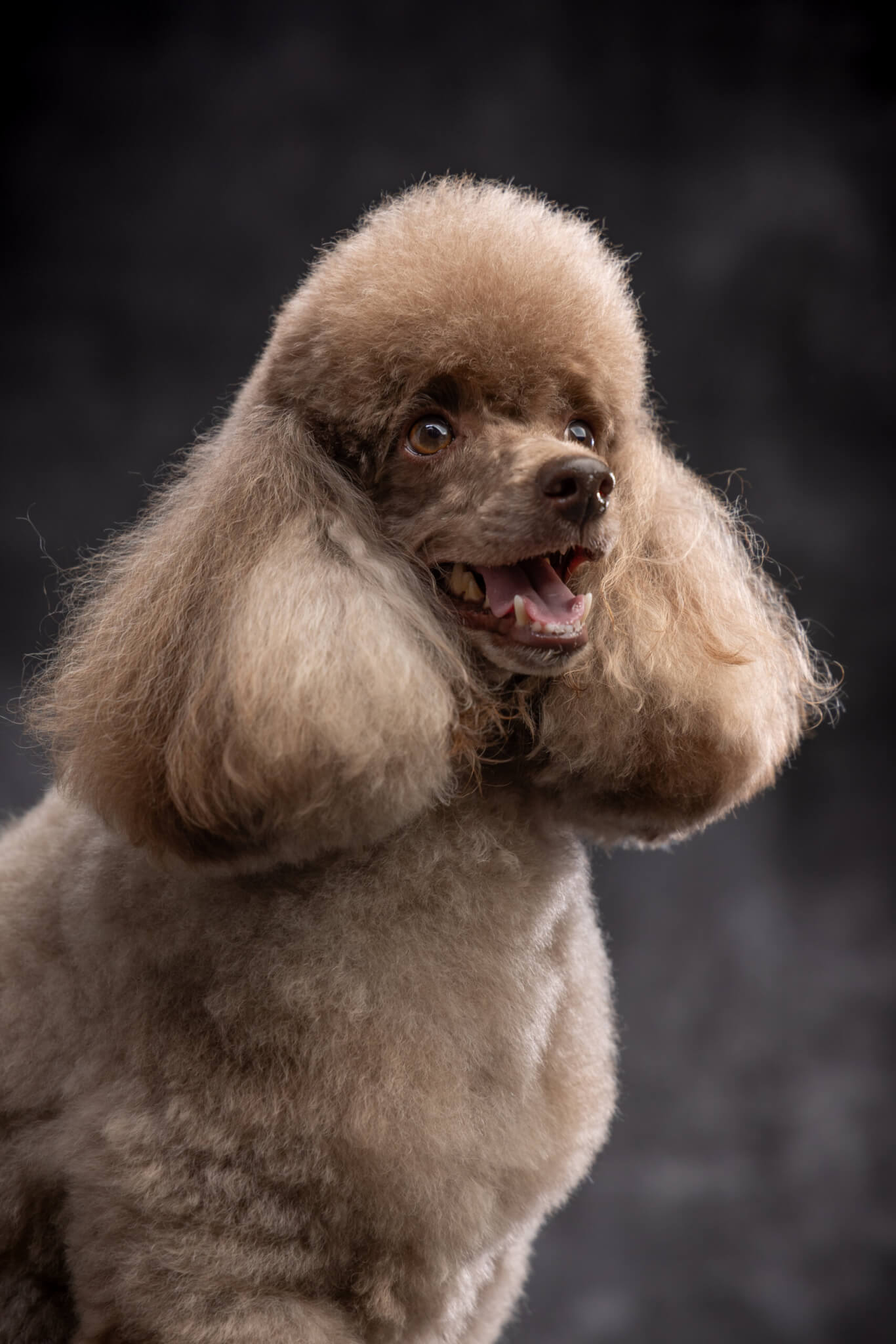 トイプードル, カット, エアリーイヤーカット トイプードル, カット, エアリーイヤーカット