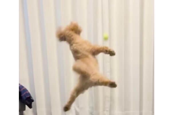 ネーミングセンスが神すぎる」「最高」トイプードルのキャッチに飼い主