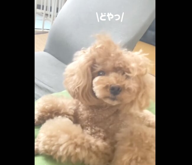 トイプードル