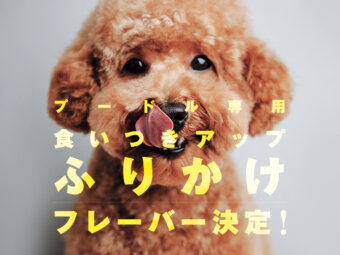 ついに完成！】プードル専用「THE fu-do(ザ・フード)」、発売開始