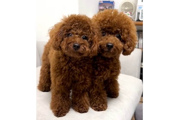 ❀再入荷❀★新品未使用品★リボーンドールイケトイプードルくん ん？」「ん？」そっくりすぎる双子トイプードル、仕草までシンクロして