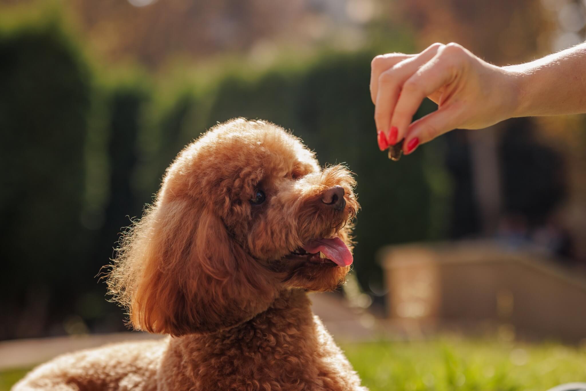 無料先行お試し100名様、大募集！】「THE fu-do(ザ・フード)for