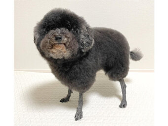 トイプードル,梅吉