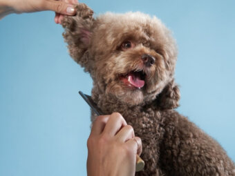 トイプードルライフ,被毛ケア,スプレー