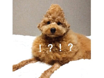 トイプードル,動画
