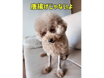 トイプードル