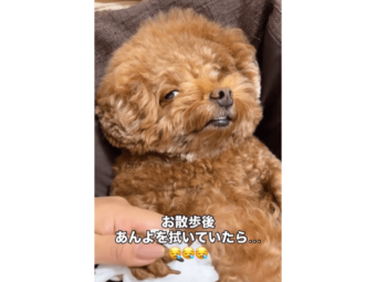 トイプードル