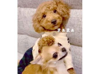 トイプードル