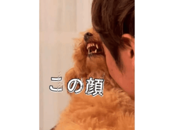 トイプードル