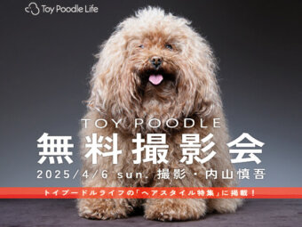 トイプードル