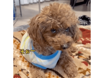 トイプードル