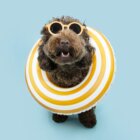 トイプードル, カット