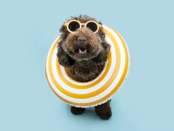 トイプードル, カット