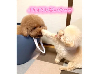 トイプードル