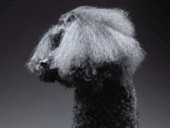 トイプードル, カット, トップノットヘアー