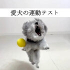 トイプードル